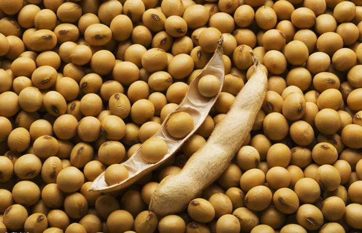 巴西大豆進(jìn)口清關(guān)代理公司