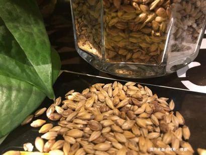 澳大利亞麥芽進口報關(guān)資料_未烘焙啤酒麥芽清關(guān)流程