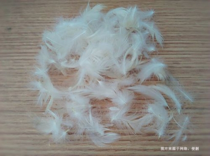 進口馬來西亞水洗鴨毛報關(guān)流程到上海外高橋案例