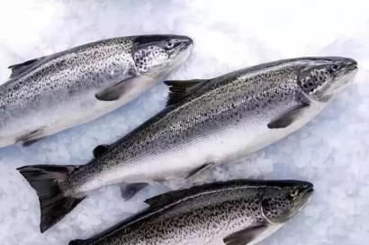 廣州進(jìn)口挪威三文魚清關(guān)流程_水產(chǎn)品空運(yùn)報(bào)關(guān)費(fèi)用