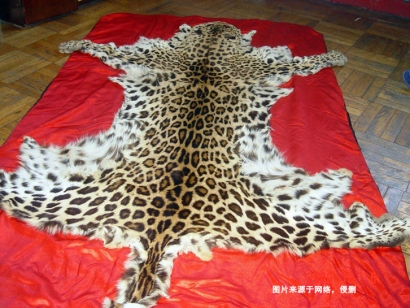 青島動(dòng)物標(biāo)本進(jìn)口報(bào)關(guān)資料9樣_豹皮動(dòng)物標(biāo)本通關(guān)