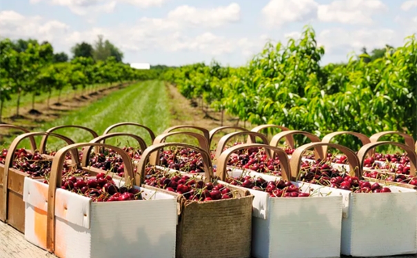 智利櫻桃進(jìn)口清關(guān) 智利櫻桃進(jìn)口清關(guān)