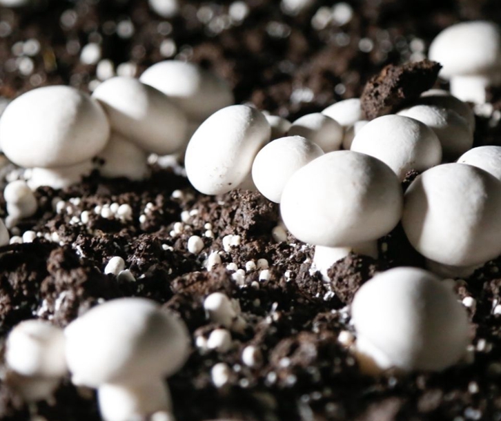 德國菌種進口報關(guān)資料 德國菌種進口報關(guān)資料