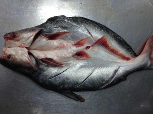 1571276681913034.jpg 越南巴沙魚進(jìn)口報(bào)關(guān)